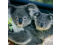 Sydney - Taronga Zoo