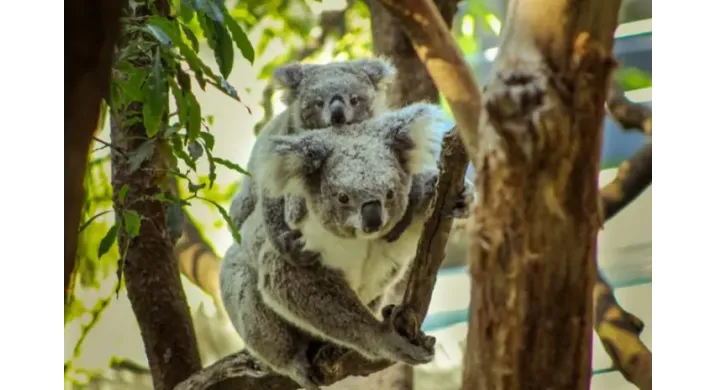 Sydney - Visite des Blue Moutain - journée entière