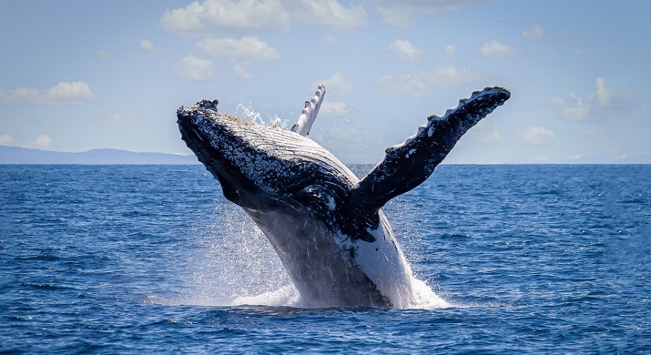 Sydney - Croisière pour voir les baleines