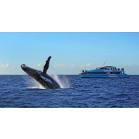 Sydney - Croisière pour voir les baleines