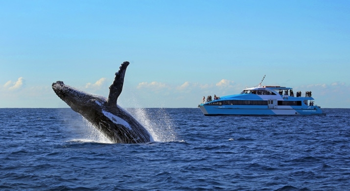 Sydney - Croisière pour voir les baleines