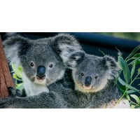 Sydney - Zoo Taranga avec Rocket ferry 