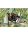 Visite de Tiritiri Matangi - Auckland