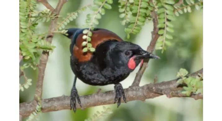Visite de Tiritiri Matangi - Auckland
