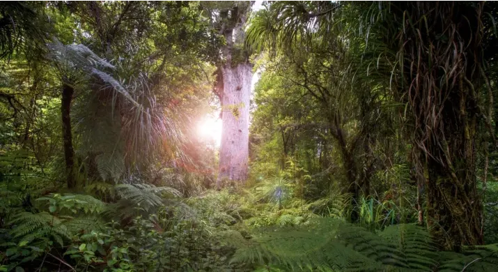 Visitée guidée | Waipoua Forest