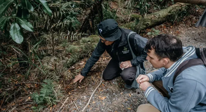 Visitée guidée | Waipoua Forest