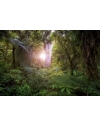Visitée guidée | Waipoua Forest