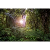 Waipoua Forest guided tour