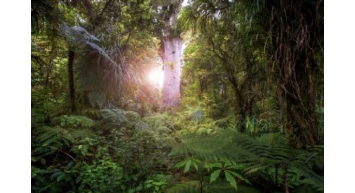 Visitée guidée | Waipoua Forest