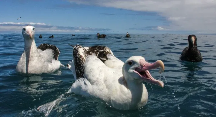 Albatross Encounter à Kaikoura