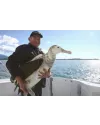Albatross Encounter à Kaikoura