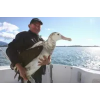 Albatross Encounter in Kaikōura
