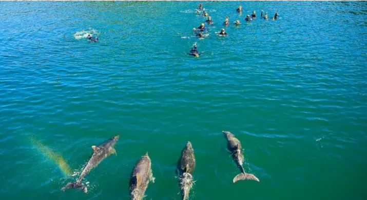 Dolphin Swim Tour à Picton