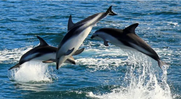 Dolphin Swim Tour à Picton