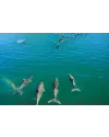 Dolphin Swim Tour à Picton