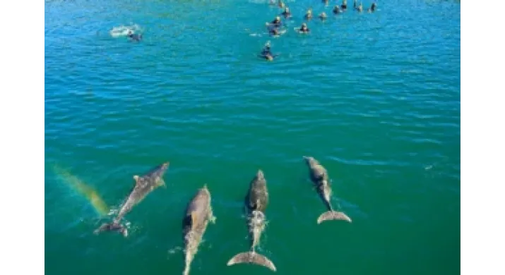 Dolphin Swim Tour à Picton