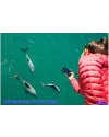 Observation des Dauphins à Picton