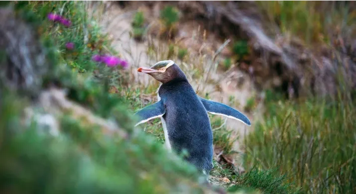 Eco-tour safari à Dunedin