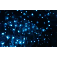 Te Anau Glowworm Caves