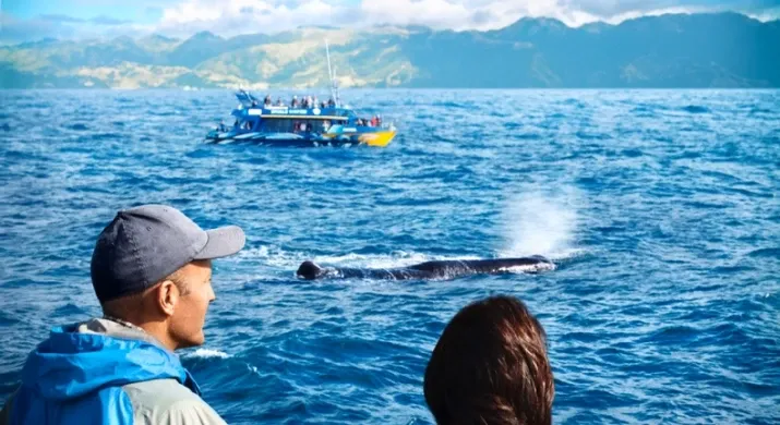 Observation des baleines à Kaikoura