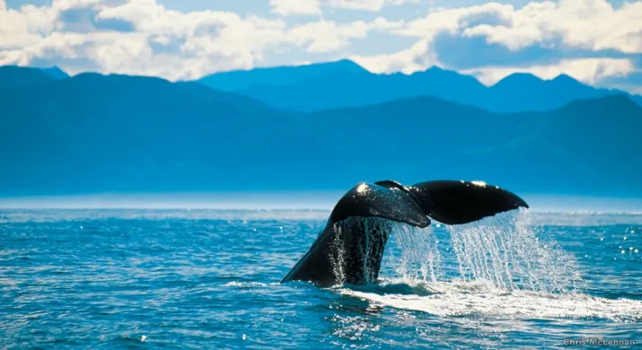 Observation des baleines à Kaikoura
