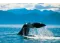 Voir les baleines