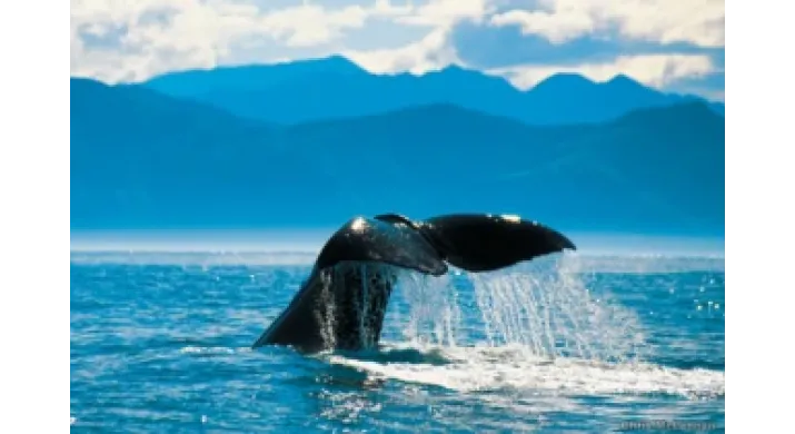 Observation des baleines à Kaikoura