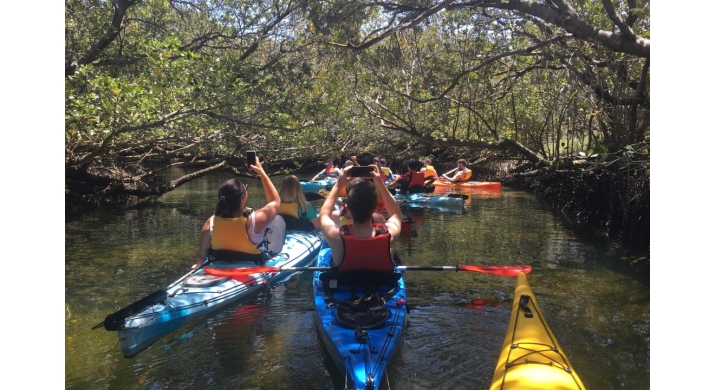 Adelaide - Kayak Tour avec les dauphins - 3 heures