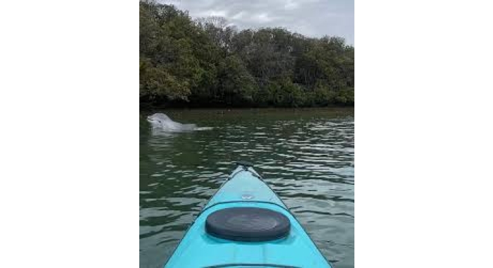 Adelaide - Kayak Tour avec les dauphins - 3 heures