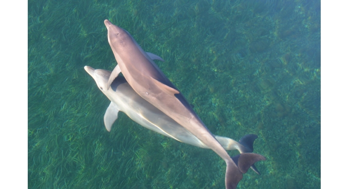 Adelaide - Kayak Tour avec les dauphins - 3 heures