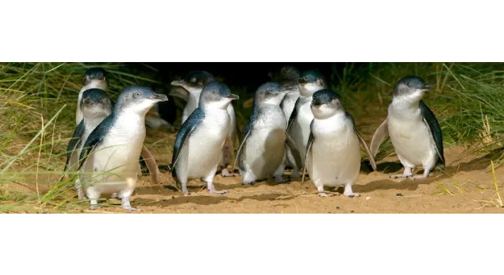 Melbourne - Découverte de Phillip Island - Journée complète