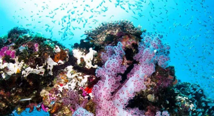 Exmouth - Plongée au récif de Ningaloo - 7 heures