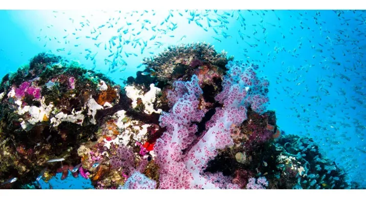 Exmouth - Plongée au récif de Ningaloo - 7 heures