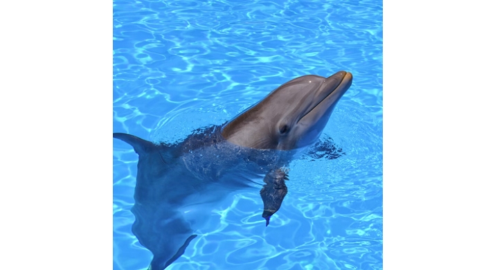 Dolphin Swim Tour à Picton