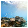 coral-coast coral-coast