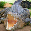 crocodilenew crocodilenew