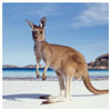 kangaroo-island kangaroo-island