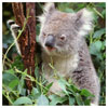 koala koala