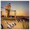 penquins penquins